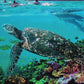 Turtle Fabric Panel 29" x 44", Mountain Island Turtle Ocean Sea Fish, Quilting Cotton Fabric Panel